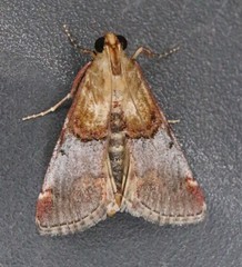 Cacozelia basiochrealis