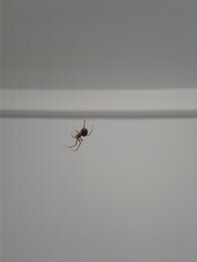 Steatoda triangulosa