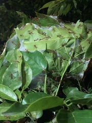 Oecophylla smaragdina