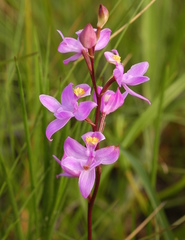 Calopogon multiflorus