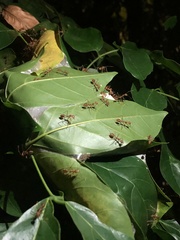 Oecophylla smaragdina