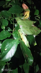 Oecophylla smaragdina