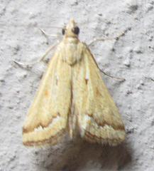 Achyra coelatalis