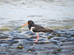 Haematopus ostralegus