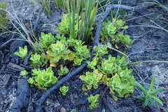 Osmitopsis dentata