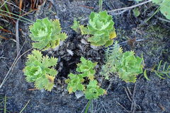 Osmitopsis dentata