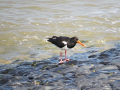 Haematopus ostralegus