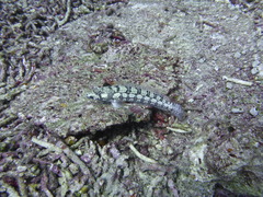 Parapercis tetracantha