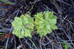 Osmitopsis dentata