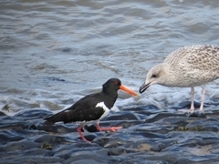 Haematopus ostralegus