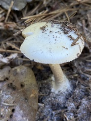 Amanita russuloides