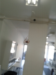 Steatoda triangulosa