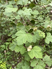 Rubus neomexicanus