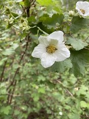 Rubus neomexicanus