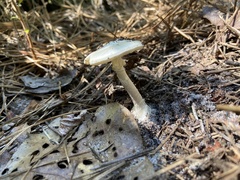 Amanita russuloides