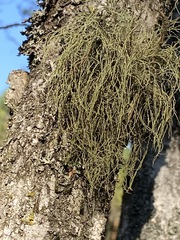 Usnea glabrescens