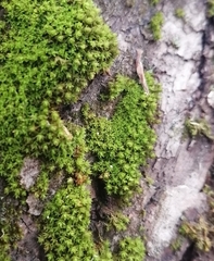 Nyholmiella obtusifolia