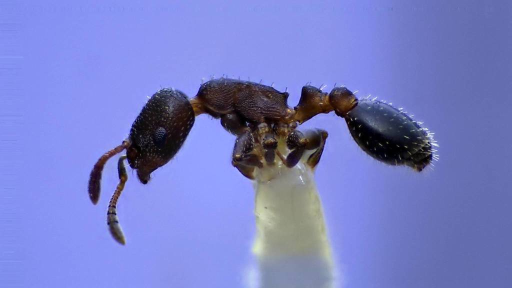 Temnothorax schaumii