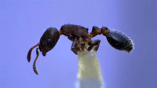Temnothorax schaumii
