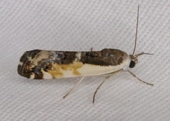 Tarache augustipennis