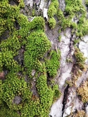 Nyholmiella obtusifolia