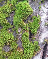 Nyholmiella obtusifolia