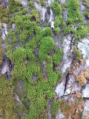 Nyholmiella obtusifolia