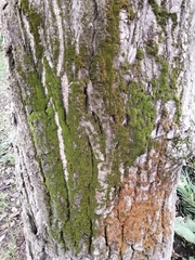 Nyholmiella obtusifolia