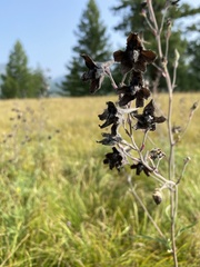 Delphinium triste