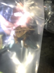 Rhinella margaritifera