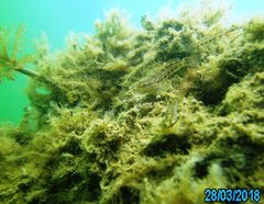 Tridentiger trigonocephalus