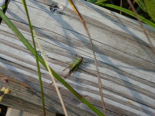 Black-sided Meadow Katydid photo 2