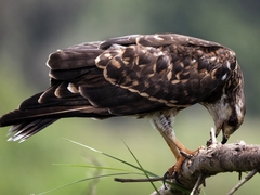 Rostrhamus sociabilis plumbeus
