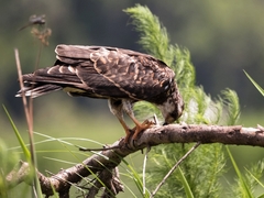 Rostrhamus sociabilis plumbeus