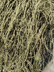 Usnea glabrescens