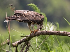 Rostrhamus sociabilis plumbeus