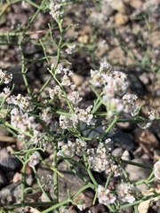 Eriogonum rotundifolium