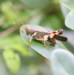 Apalacris varicornis