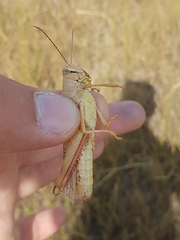 Heteracris pterosticha