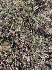 Eriogonum rotundifolium