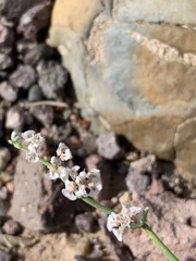 Eriogonum rotundifolium
