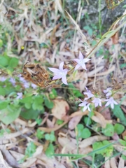 Campanula rapunculus