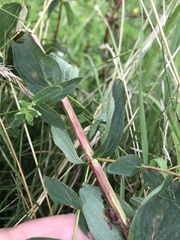 Hypericum maculatum obtusiusculum