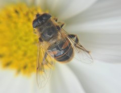 Eristalis tenax