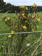 Hypericum maculatum obtusiusculum