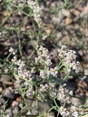 Eriogonum rotundifolium