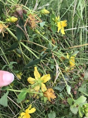 Hypericum maculatum obtusiusculum