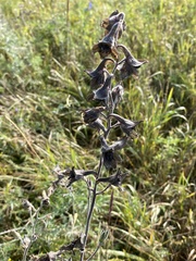 Delphinium triste