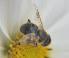Eristalis tenax