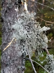 Pseudevernia consocians